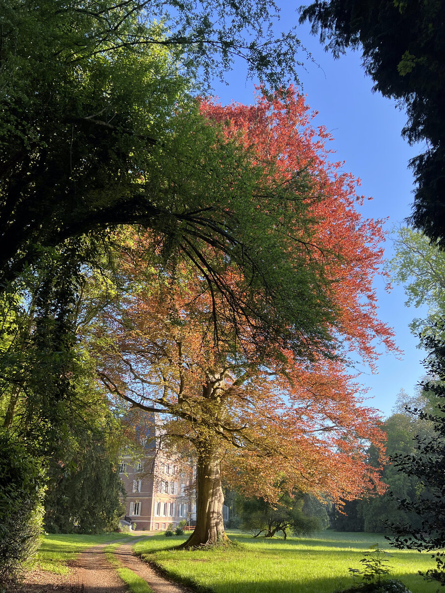 Hêtre pourpre dans le parc du Château d'Elbeuf-en-Bray