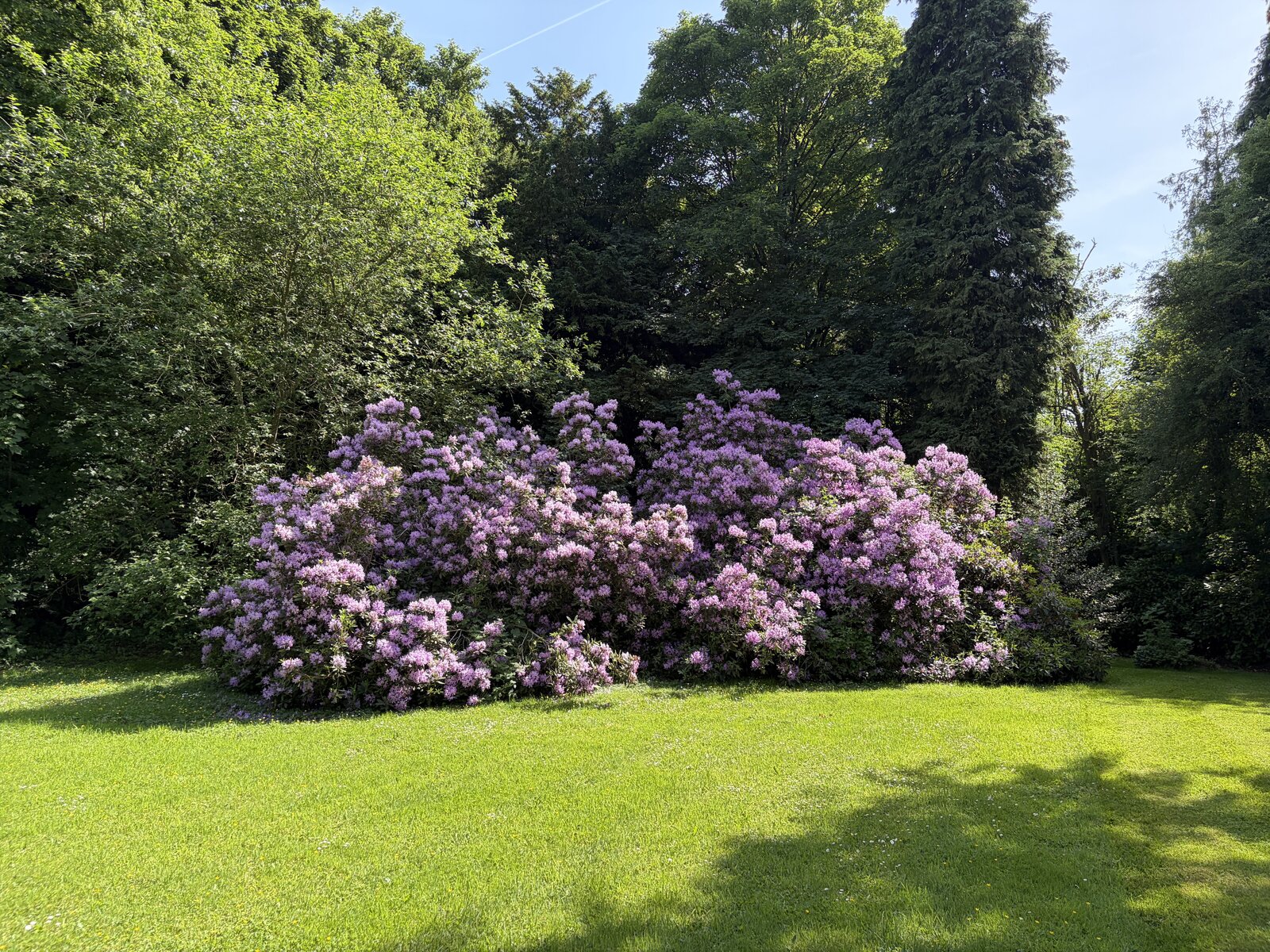 Rhododendrons en fleurs dans le parc du Château d'Elbeuf-en-Bray